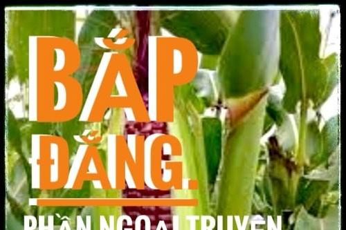Bắp đắng (Phần ngoại truyện )