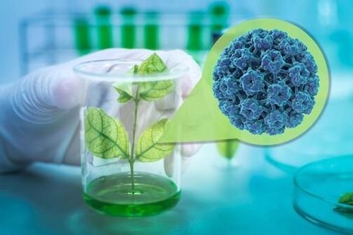 Startup Thái Lan nghiên cứu vaccine Covid gốc thực vật
