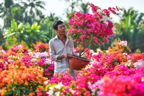 Hoa giấy ở 'thủ phủ cây kiểng' miền Tây xuất vườn đón Tết