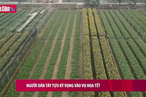 Người dân Tây Tựu kỳ vọng vào vụ hoa tết