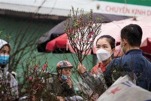 Đào Tết nhạt nhòa vì Covid-19