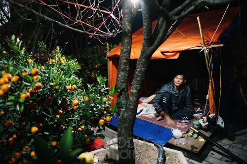 Người dân dựng lều, thức trắng đêm trông đào, quất trong đêm lạnh