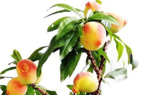 Những trái cây độc, lạ chưng Tết trồng thành công tại Đà Lạt