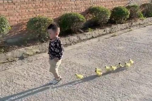 Cưng muốn xỉu anh ''bảo mẫu'' chăm sóc cả đàn vịt con cực siêu, 'cân' tất việc ăn, ngủ đến đi chơi của 8 chú vịt