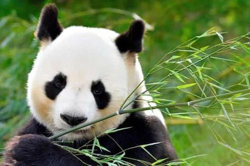 Ăn kiêng thất bại: Vì sao gấu trúc chỉ ăn tre cũng tăng cân đều đặn?