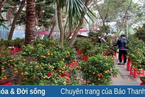 Nỗi lo của người kinh doanh hoa, cây cảnh tết này