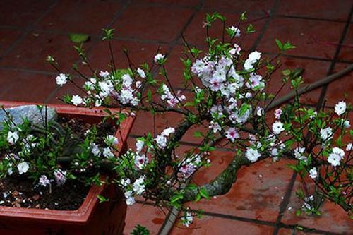 Không phải mai vàng, đây mới là loài mai 'quốc hồn quốc túy' khiến nhiều người mê mẩn dịp Tết