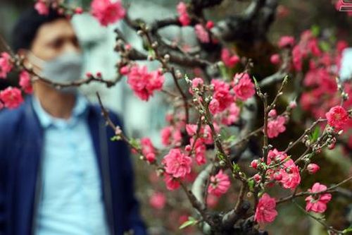 Phố phường Hà Nội ngập tràn không khí Tết, ai đi qua cũng phải ngắm nhìn