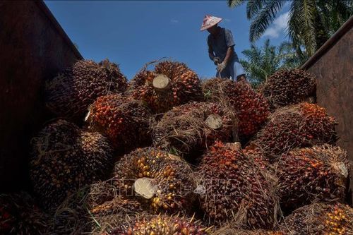 Indonesia siết chặt xuất khẩu dầu cọ