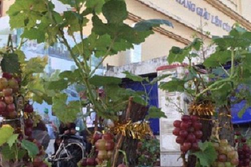 Cây cảnh độc, lạ giá 'chát' chơi Tết Nhâm Dần hút người xem