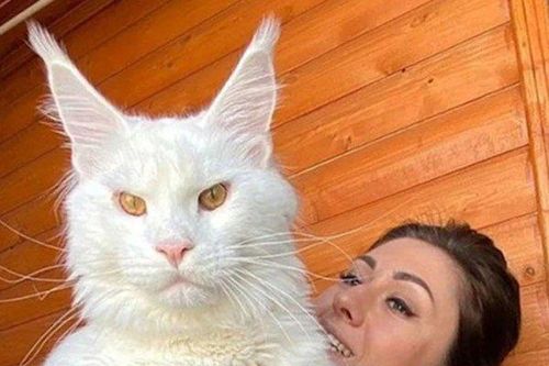 Mèo khổng lồ nặng 12,5 kg, thường bị nhầm là chó