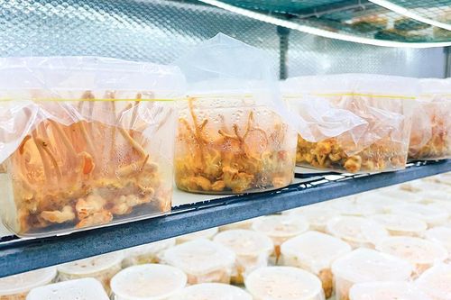 Thành công từ nuôi trồng đông trùng hạ thảo