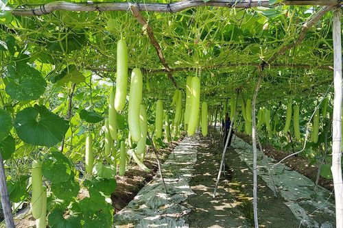 Phát triển rau màu theo hướng công nghệ cao