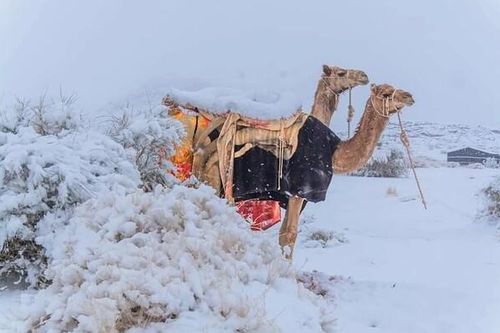 Nghịch lý: Sa mạc Sahara bị bao phủ bởi tuyết trắng