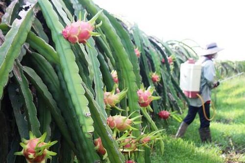 Bình Thuận 'cầu cứu' Bộ Công thương hỗ trợ tiêu thụ gần 237.000 tấn thanh long