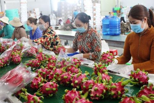 Xuất khẩu nông sản bằng đường biển không dễ dàng