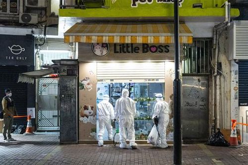 Hàng nghìn người Hong Kong giải cứu chuột hamster khỏi lệnh tiêu hủy