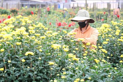Nhà vườn Quảng Trị phấn khởi khi hoa Tết được mùa
