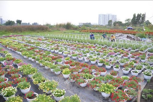 Dự báo hoa cảnh tiêu thụ chậm, nhà vườn thu hẹp diện tích