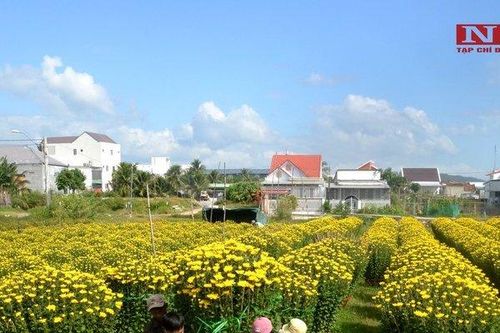 Khánh Hòa: Hoa cúc Ninh Giang hút hàng dịp Tết Nguyên đán 2022