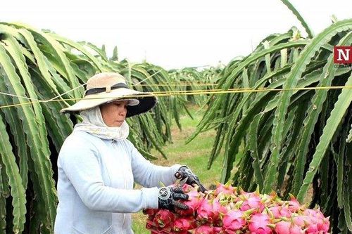 Bình Thuận 'cầu cứu' Bộ Công Thương hỗ trợ tiêu thụ hơn 236.000 tấn thanh long