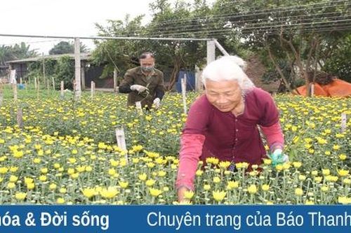 Nhà vườn tất bật cung ứng hoa cho thị trường tết
