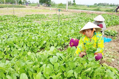 Dòng vi khuẩn sinh hoạt tính diệt sâu
