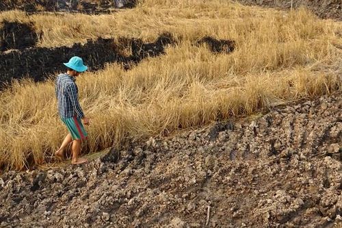 Nông nghiệp thế giới bị ảnh hưởng nặng nề bởi Ozon