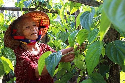 Trầu Tết ở Làng trầu 'tiến vua' Hà Tĩnh