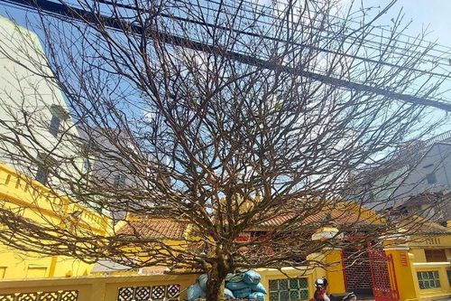 Cận cảnh cây mai khủng được đại gia 'mua đứt' với giá tiền tỉ