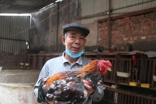 Gà 'tiến vua' đắt hàng
