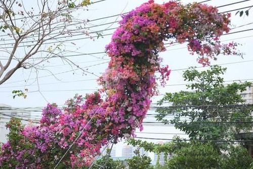 Những mẫu cây cảnh được tạo hình độc đáo ra mắt Tết Nhâm Dần 2022