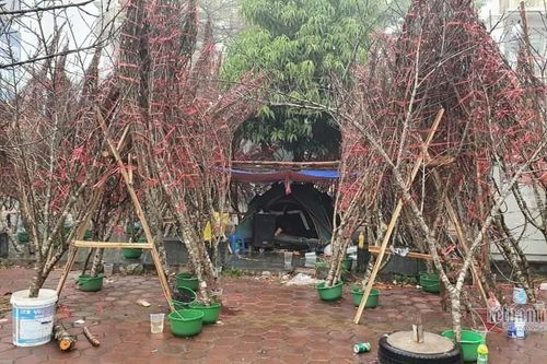 Đào rừng ùn ùn xuống phố, không phải dán tem vẫn 'chụm đầu' dưới mưa