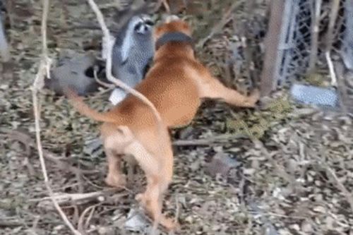Gấu mèo từ kẻ trộm thành kẻ bị bắt nạt: 'Hung thủ' là giống chó dữ tợn - con lai của Pitbull