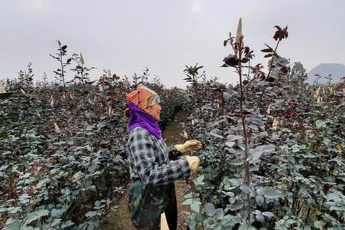 Tất bật trên cánh đồng hoa lớn nhất xứ Thanh