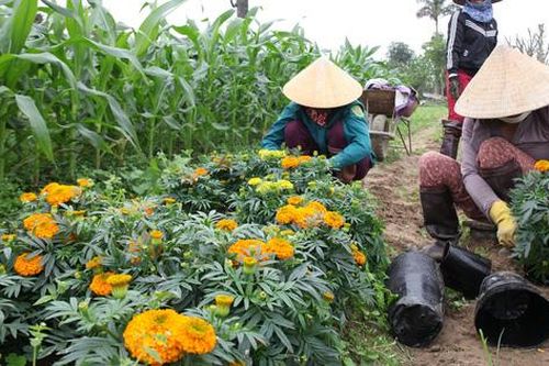 Nghệ An: Làng hoa tất bật, nhộn nhịp vào vụ Tết