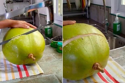 Loại quả 'tiên dược' muốn ăn phải dùng cưa: Việt Nam có nhiều!