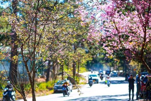 Ngất ngây ngắm mai anh đào nở rộ trên xứ sở sương mù