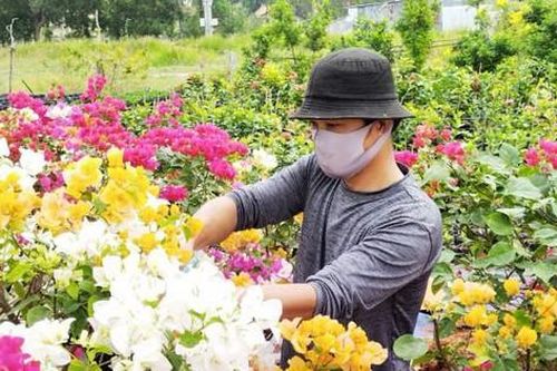 Làng hoa Nam – Bắc hối hả mùa vụ tết