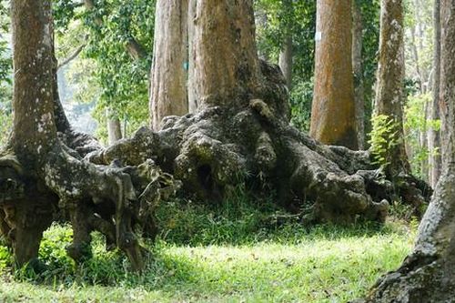 Lạ kỳ những bộ rễ cây khổng lồ tại Trà Vinh