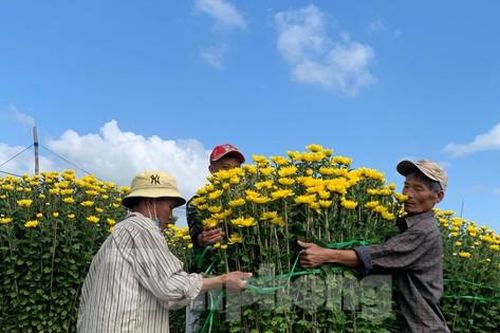 Vào thủ phủ hoa cúc Khánh Hòa ngày cận Tết