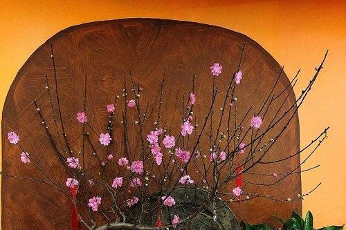 Bày cây cảnh Tết nên lưu ý 'điểm vàng' này để rước tài đón lộc vào nhà