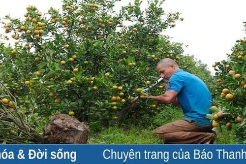 Nông dân Hợp Lý tất bật thu hoạch cây cảnh vụ tết