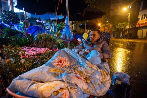 Dựng lều, mắc màn ở vỉa hè trông cây cảnh Tết