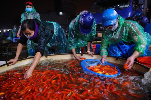 Chợ cá lớn nhất Hà Nội tấp nập trước ngày Táo quân