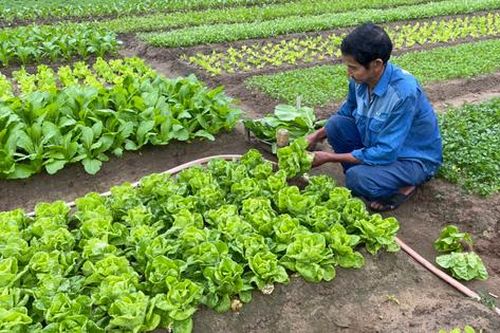 Những làng rau xanh hối hả vào vụ Tết