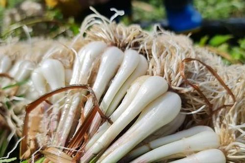 Quảng Ngãi: Kiệu tết tăng giá, nông dân vui mừng