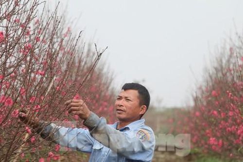 Tất bật làng đào 'Nhật Tân' trên đất Bắc Giang