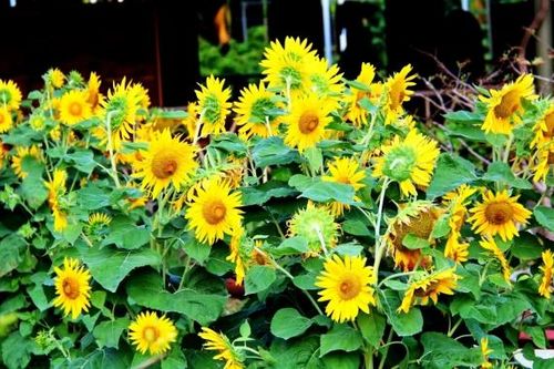 Làng nghề Trường Sơn vạn sắc hoa