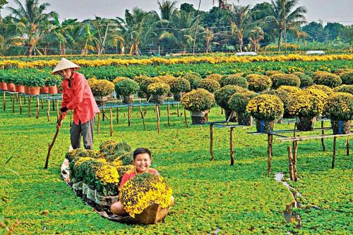 Làng hoa Sa Đéc rực rỡ ngày cận Tết, du khách rộn ràng tới check-in